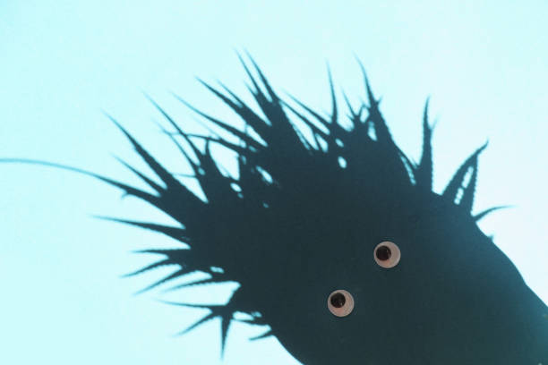 Shadow of Succulent Plant with Toy Eyes