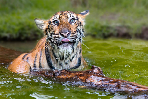 piccola tigre indocinese che gioca in acqua, thailandia - indochina wild animals cats travel locations foto e immagini stock