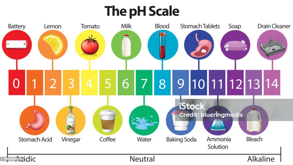 An Education Poster of pH Scale An Education Poster of pH Scale illustration pH value stock vector