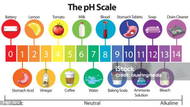 An Education Poster Of Ph Scale Stock Illustration - Download Image Now - pH value, Scale, Chemical Reaction