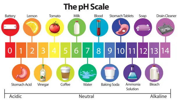 Vector illustration of An Education Poster of pH Scale