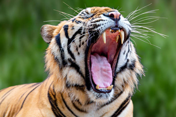 Adult indochinese tiger with its mouth wide open, Thailand Adult indochinese tiger in Thailand siberian tiger photos stock pictures, royalty-free photos & images