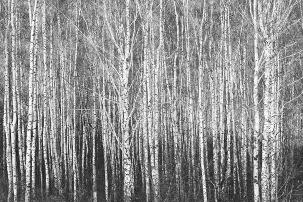 istock black-and-white photo with white birches with birch bark 996754408