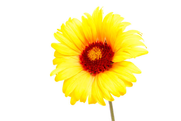 istock Beautiful daisy flowers isolated on  white background 996754828