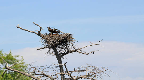 istock Wild Osprey family 996757048