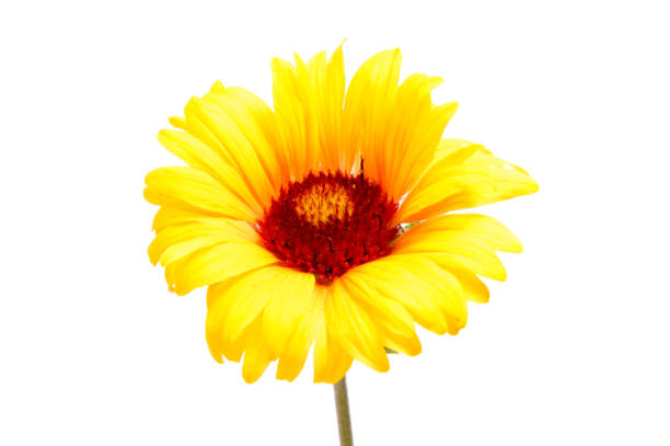 istock Beautiful daisy flowers isolated on  white background 996757268