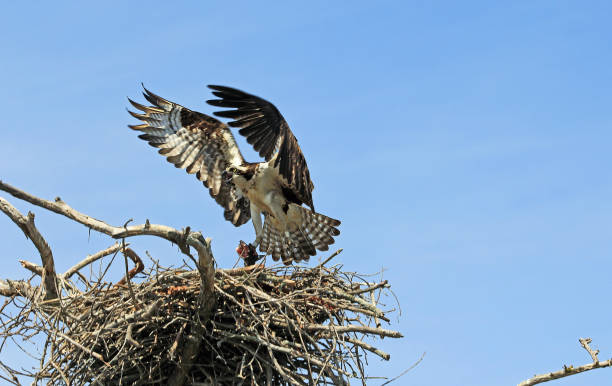 istock Osprey landing in the nest 996757332