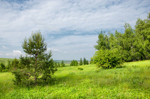 istock Summer Meadow. young trees. birch and pine 996757380