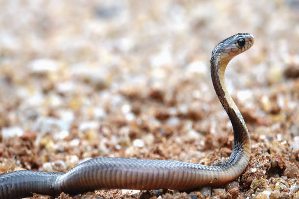 istock Dangerous venomous snakes. 996757656
