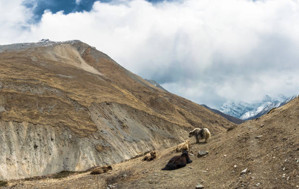 istock Yaks in the Himalayan mountains, Nepal. 996758392