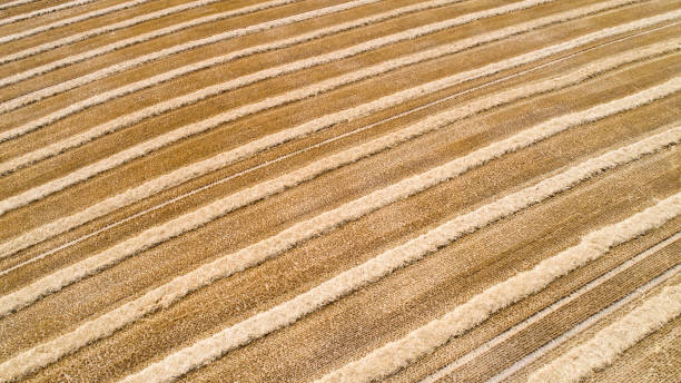 istock Harvested wheat field, stubble field 996761558