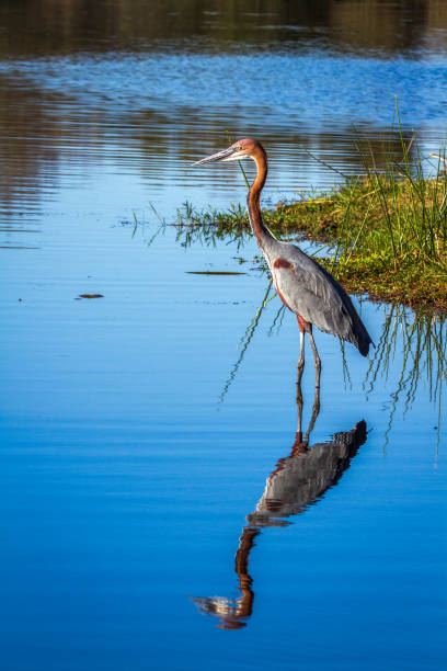 istock Goliath heron in Kruger National park, South Africa 996761684