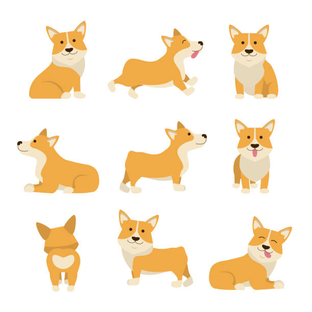 ilustraciones, imágenes clip art, dibujos animados e iconos de stock de dibujos animados personajes welsh corgi conjunto. vector de - corgi galés pembroke