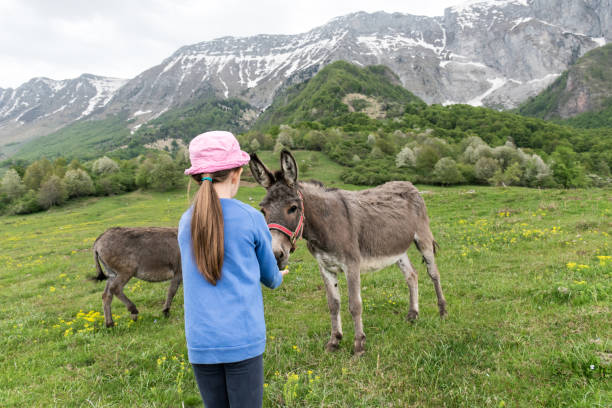 istock Girl Feeding Donkey On Mountain Pasture 996762350