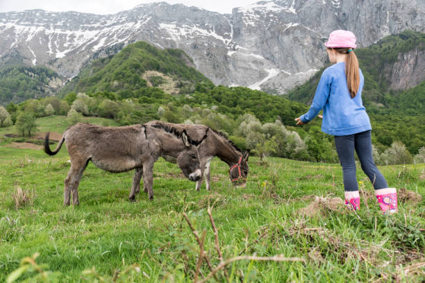 istock Girl Feeding Donkey On Mountain Pasture 996762366