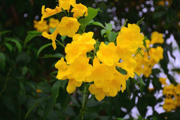 istock Beautiful of yellow flowers 996765516