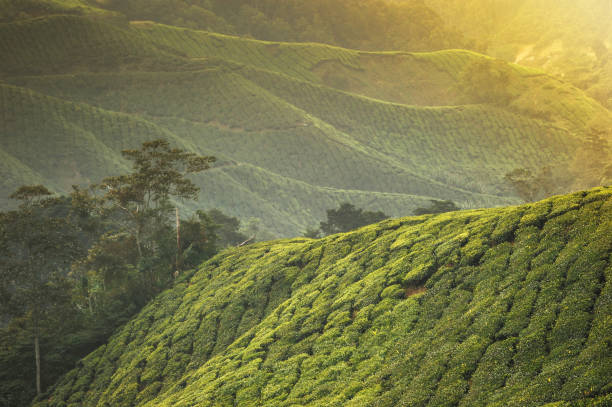 istock Beautiful tea plantation at Cameron Highland, Malaysia 996766484