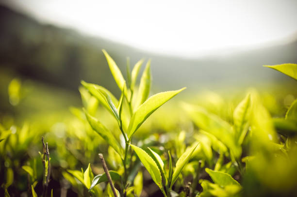 Image of beautiful green tea plantation at Cameron Highlands, Malaysia