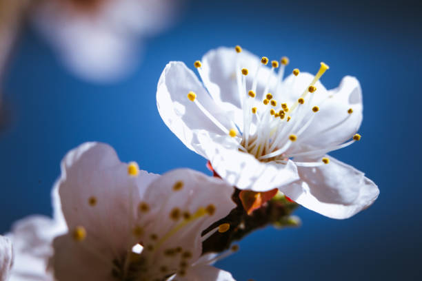 istock blooming apricot on a background of a spring sky 996769532