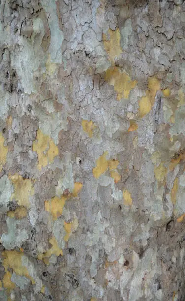 Texture of the bark of the old plane tree in yellow-gray-brown colors close-up