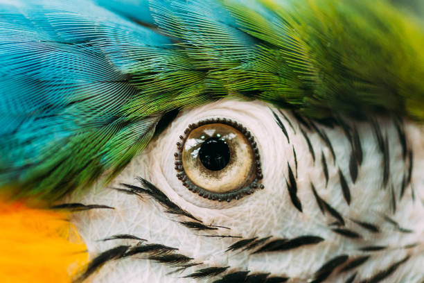 Eye Of Blue-and-yellow Macaw Also Known As The Blue-and-gold Macaw In Zoo. Wild Bird In Cage Eye Pupil Of Blue-and-yellow Macaw Also Known As The Blue-and-gold Macaw In Zoo. Wild Bird In Cage. gold and blue macaw photos stock pictures, royalty-free photos & images