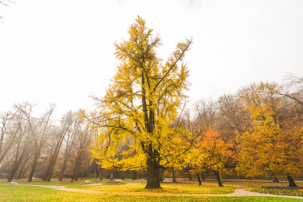 istock Morning with Majestic Ginkgo 996772946