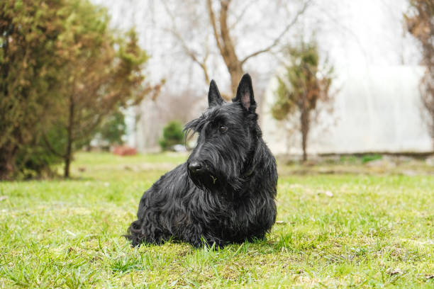 istock fun black Scotch Terrier jumping in the grass 996773014