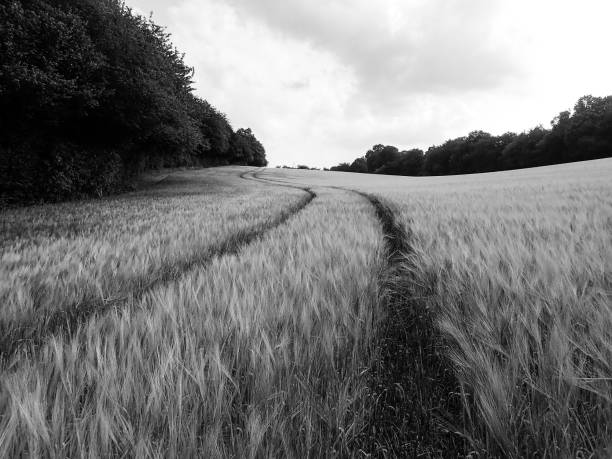 istock Tracks across barley field, Chenies, Buckinghamshire, UK 996773038