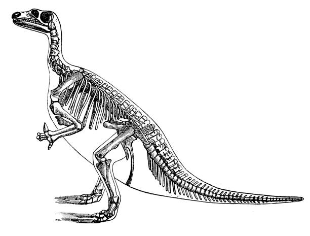 Iguanodon Illustration of a Iguanodon ornithischia stock illustrations