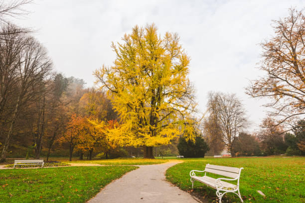 istock Majestic Ginkgo In The Park 996776020