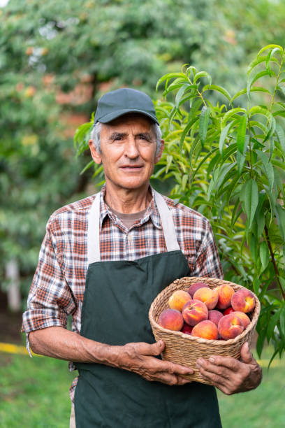 istock Mature farmer holding basket with peaches 996776660