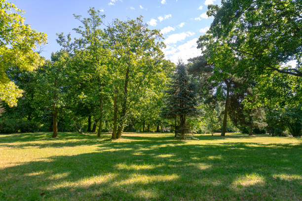 istock Landscape of a public park 996777460