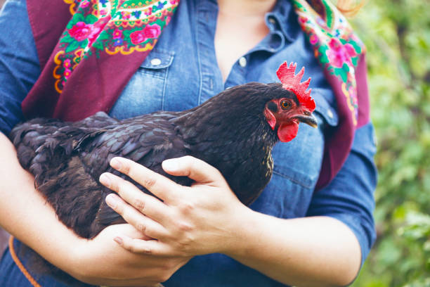 country style. girl is holding a chicken in her hands country style. smiling girl is holding a chicken in her hands"n ukrainian village stock pictures, royalty-free photos & images