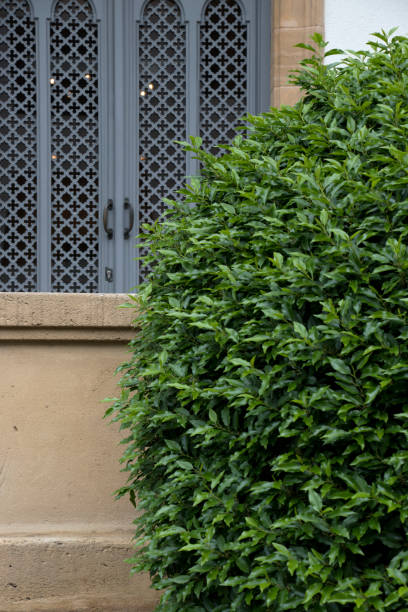istock Green bush near a window. 996783982