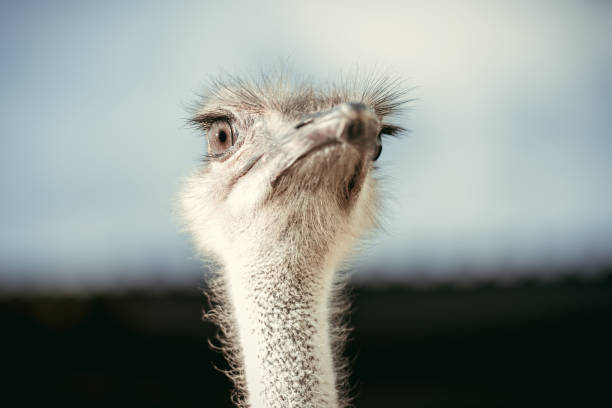 istock selective focus of beautiful ostrich with blurred background 996784378