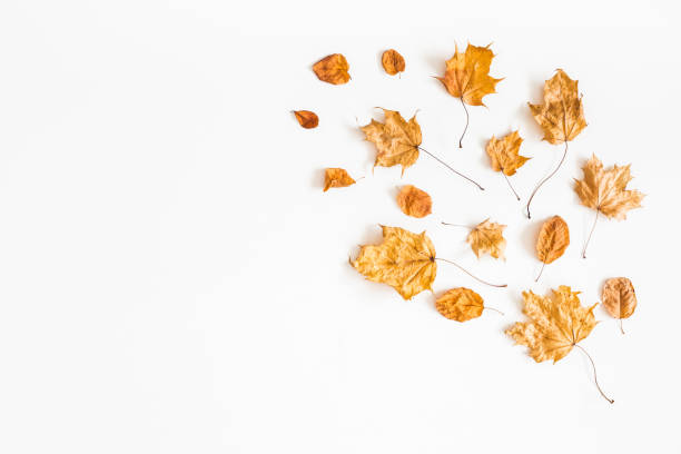 istock Autumn dried leaves on white background. Flat lay, top view 996784770