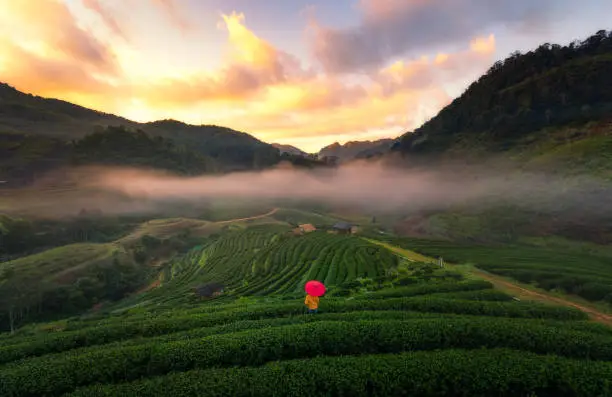 Tea farm 2000 in chaing mai and red umberlla. geen tea. Sunset.