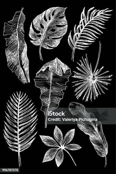 Hand Drawn Branches And Leaves Of Tropical Plants Illustration On A Chalkboard Style White Elements On Black Back High Detailed Botanical Illustration Stock Illustration - Download Image Now