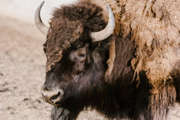 istock close up view of wild bison at zoo 996787160