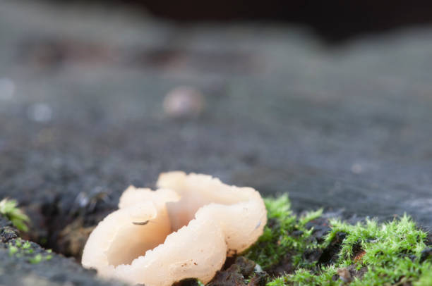 istock Peziza varia ascomycete fungus 996787554