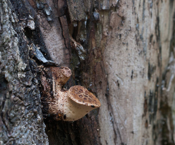 istock Polyporus squamosus mushroom 996793278