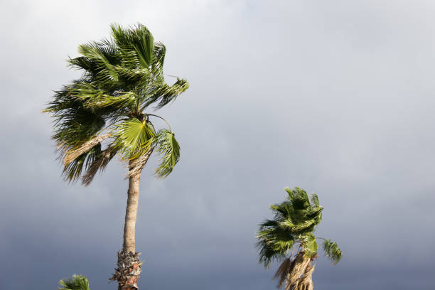 istock Storm menacing sky with strong wind blowing on palm trees 996797474
