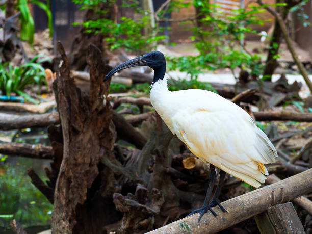istock Asian openbill or Asian openbill stork bird 996800594