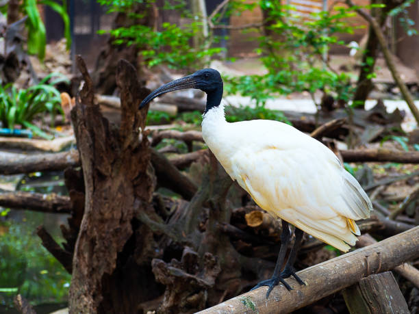 азиатский openbill или азиатский openbill птица аиста - pelican beak open bird стоковые фото и изображения