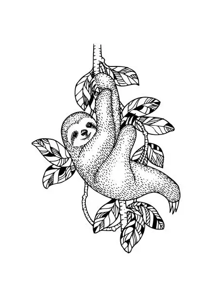 Vector illustration of Sloth illustration