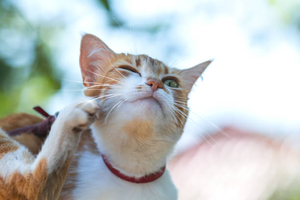 istock Cute white-red cat in a red collar scratches the ear 996811324