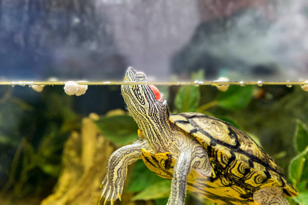 istock Red-eared turtle in natural habitat, macro 996812036