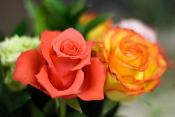 istock Coral and Yellow/Red Rose 996828012