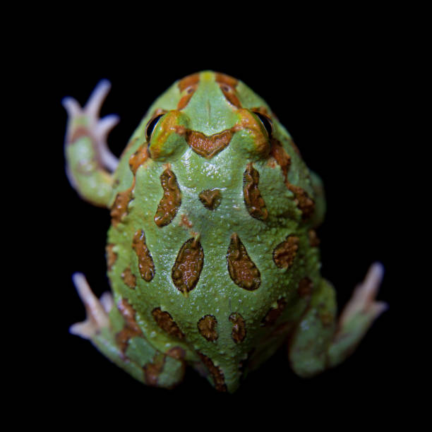 istock The chachoan horned frog isolated on black 996832560