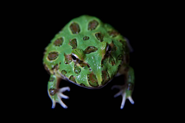 istock The chachoan horned frog isolated on black 996832644